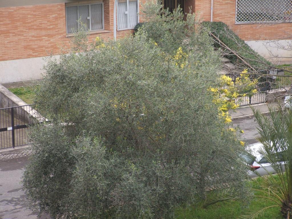 רומא B&B La Cubanina מראה חיצוני תמונה